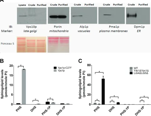 Figure 8: sphingoid base levels are increased in mitochondria in aging yeast cells. A., Isolation of mitochondria