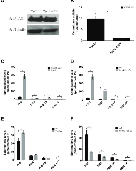 Figure 2: Inverse regulation of YPc1 and lcb4/5 leads to an increase in sphingoid bases in aging yeast cells