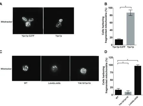 Figure 6: sphingoid bases alter mitochondrial morphology. A.mitochondrion-specific fluorescent dye, the mitotracker (500 nM), for 30 min before the morphology of mitochondria was observed under a fluorescent microscope as described in Materials and Methods
