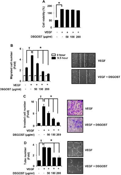 Figure 1: DSGOST inhibition of VEGF‑induced angiogenic abilities in vitro. (A) The effect of DSGOST on the viability in HUVECs was determined by the MTT assay (mean ± SD; n = 6)