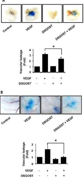 Figure 4: The effect of vascular permeability in vivo by DSGOST treatment. (A) Top, the effect of DSGOST on the vascular permeability of ear was determined by the leakage assay (mean ± SD; n = 5)