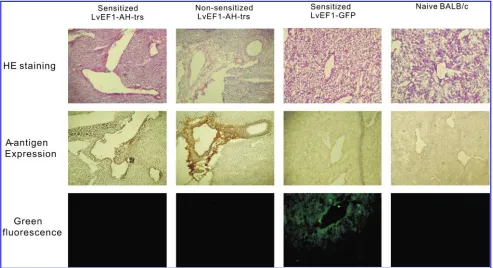 FIG. 6.Blood type A antigen expression results in tissue damage 72 hr after LvEF1-AH-trs injection