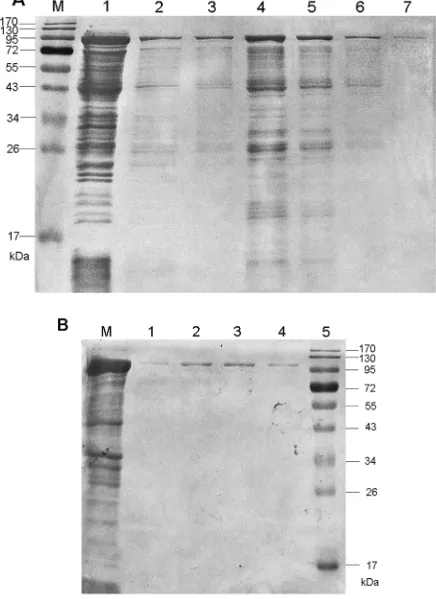 Figure 1: SDS-PAGE analyses of the purified recombinant proteins. A. FliD. B. CagA.