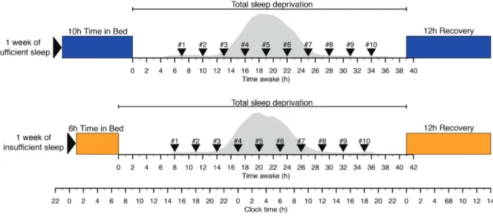 Figure 1.  Protocol. In a crossover design participants entered a constant routine following either 1 week of sufficient (mean ± SEM of PSG assessed TST of 8.56 ± 0.06 hr)  sleep or 1 week of insufficient (mean ± SEM of PSG assessed TST of 5.75 ± 0.06 hr) 