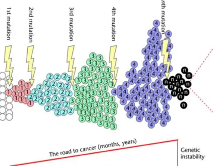 Figure  1.1:  Clonal  expansion  of  mutation  leading  to  formation  of  tumors  (Adapted from reference 3)