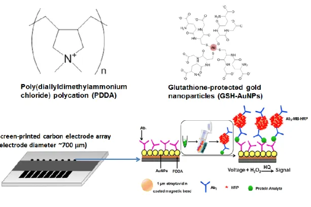 Figure 1.3: AuNPs Immunosensor for amperometric detection of cancer protein  biomarkers  using  magnetic  bead  conjugates  labeled  with  thousands  of  Ab 2   and  HRPs