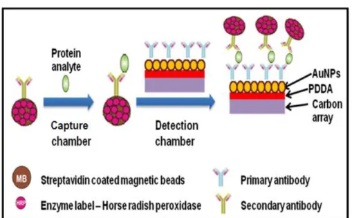 Figure  2.3:  Conceptual  strategy  for  ultrasensitive  amperometric  detection  by  microfluidic immunoarray