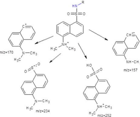Figure 1: Schematic representation of the general fragmentation pattern of the dansylated analyte.