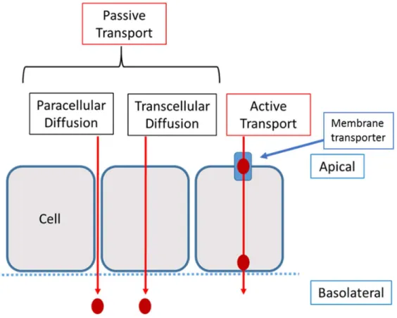 Figure 7: A simplified view of the two main permeability mechanisms. 