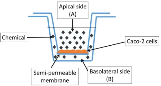 Figure 9: Schematic representation of the Caco-2 permeability assay (adapted from Li, 2001)