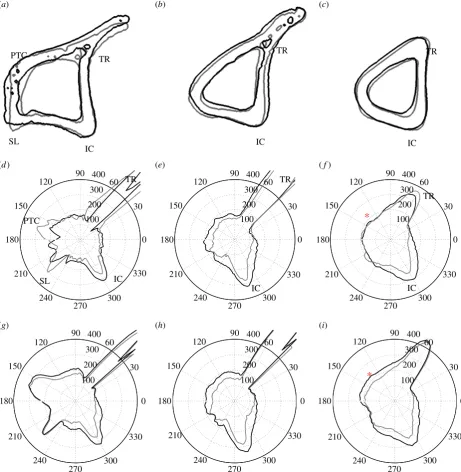 Figure 10. (highlights a region whereTh, for (a–c) Cross-sectional contours of left (non-loaded, grey line) and right (loaded, black line) tibiae, and respective polar representation cortical thickness,d–f) the in vivo data measurements and (g–i) predictio