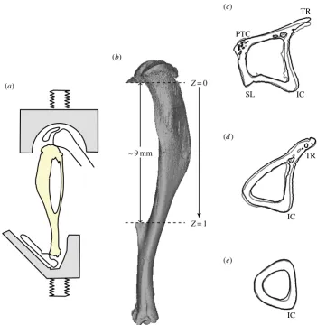Figure 1. (a) The loading model used for this study: axial compression of the murine tibia (adapted from [23])