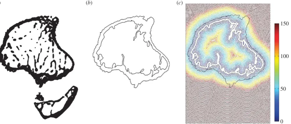 Figure 2. Steps of script for the calculation of cortical thickness and endosteal distance from the centroid