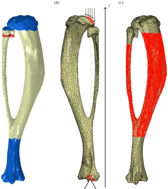 Figure 7. FE model used to determine the mechanical environment. (a) Medial view of the material sections considered: poroelastic cortical bone (off-white), elasticcortical bone (blue) and fibular growth plate (red)