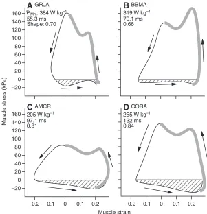Table 2. Scaling coefficients [with 95% confidence intervals (CI)] for in vivo measurements from mixed-effects linear models (LM) andstandardized major axis (SMA) regression, based on log10-transformed variables