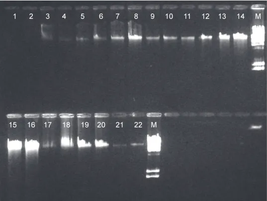 Figure 2. Representative results from gel electrophoresis analysis of genomic DNA from two different ovine blood samples extracted by elevenmethods