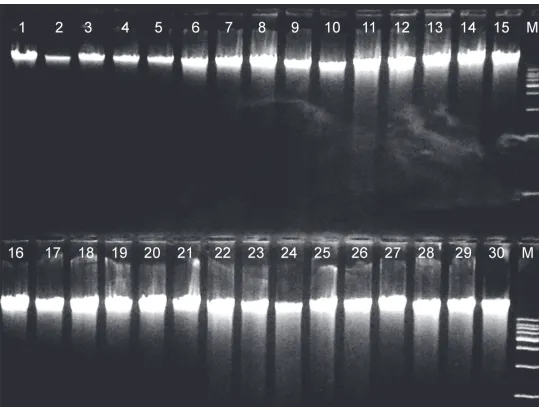 Figure 3. Representative results from gel electrophoresis analysis of genomic DNA from thirty different ovine blood samples extracted by fourmethods