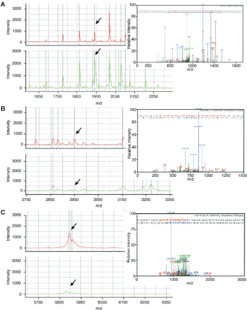 Figure 3: The identification of ESCC serum peptides. The purified peptides from representative ESCC patients (red line) and healthy controls (green line) using magnetic beads were sequenced by LTQ-Orbitrap-MS/MS