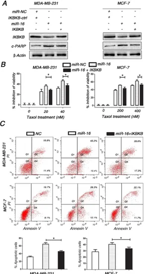 Figure 5: Restoring the expression of IKBKB recovers Taxol resistance and counteracts miR-16-mediated Taxol sensitivity