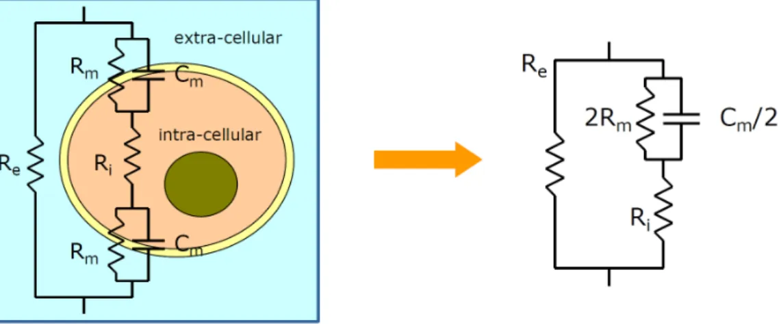 Figure 2.4: The frequency regions and mechanisms that corresponds to the different dispersions