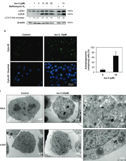 Figure 4: Iso-3 induces autophagy in lymphoma cells. (was observed by fluorescence microscopy
