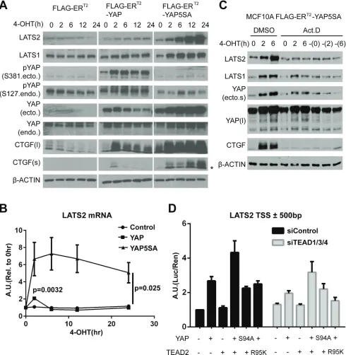 Figure 1: YAP activation directly induces lAts2 transcription. (YAP activation. MCF-10A cells expressing the indicated constructs were treated with 4-OHT for up to 24 hours