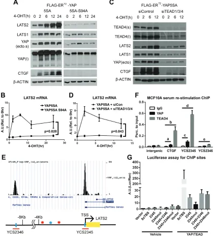 Figure 2: the YAP-teAd complex directly increases lAts2 transcription. (A and b) MCF-10A cells expressing YAP- 5SA or YAP-5SA-S94A, which cannot bind to TEAD TFs, were treated with 4-OHT for the indicated times, and LATS2 levels were analyzed by Western bl