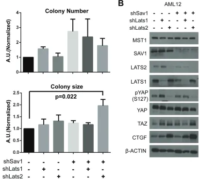 Figure 4: Abrogation of negative feedback on YAP in a cell line causes a tumor-associated phenotype
