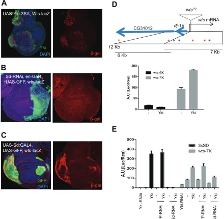 Figure 5: direct negative feedback on YAP/Yorkie is conserved in Drosophilafirefly luciferase (experimental)/Renilla luciferase (control) from triplicate experiments