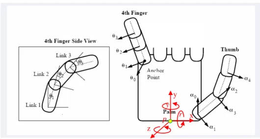 Figure 2-2. Kinematic hand model with arrows illustrating the joint axes for  each joint hinge in the chain (modified from [11, 51, 52])