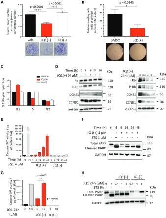 Figure 2: JQ1 inhibits the clonogenicity, the migratory potential and induces both a G1-phase cell cycle arrest and the apoptosis of human ewing sarcoma cell lines