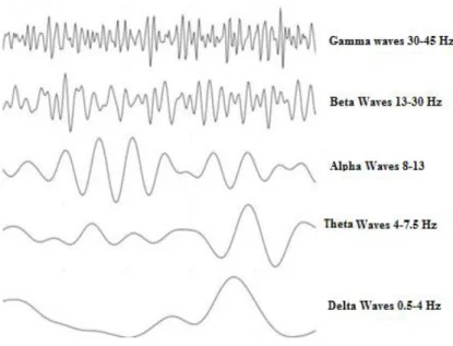 Figure 1.8 shows the normal brain rhythms with their usual amplitude levels 