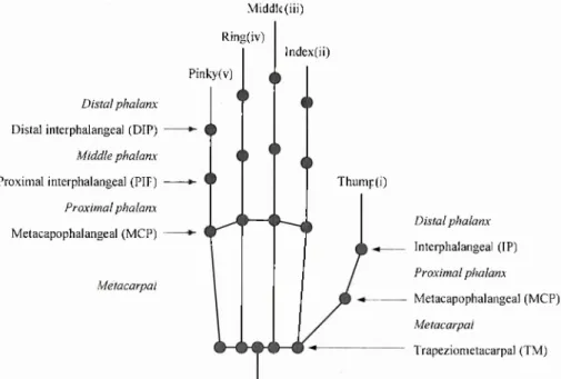 Figure 2-2:  Hand skeleton structure.