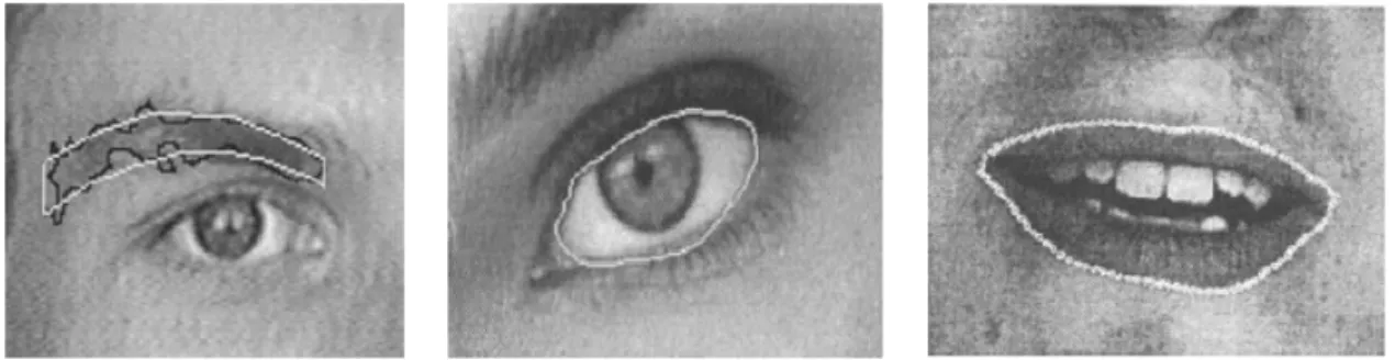 Figure 2.17: Active contour models computed for the eyebrows, eyes and mouth by Pantic et al
