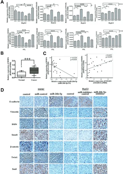 Figure 8: over-expression of mir-26b-5p inactivates the bMP4/smad1 pathway to regulate eMt and metastasis by targeting sMAd1 in Hcc cells