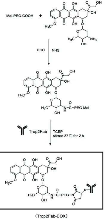 Figure 7: conjugation of trop2Fab fragment with doX. MAL-PEG-COOH was dissolved in dichloromethane to react with DOX
