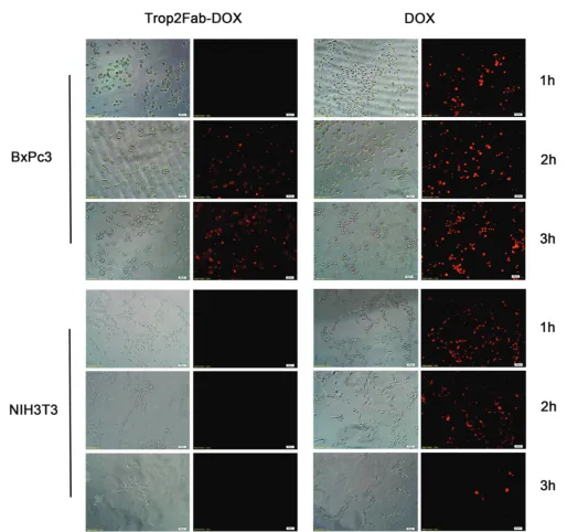Figure 4: Detection of drug transport route by fluorescence microscopy. BxPC3 and NIH3T3 cells were incubated with Trop2Fab-DOX and free DOX for 1 h, 2 h, and 3 h, respectively