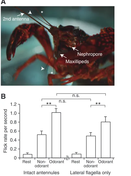 Table 1. Phase-locking properties of crayfish antennules when sinusoidally stimulated at different frequencies