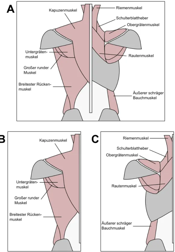 Figure 6. Learning materials used in Experiment 3 (based on information conveyed in Bammes,  2009; Gray, 1918; Tillmann, 2016)
