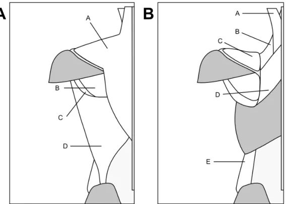 Figure 7. Learning tests used in Experiment 3. Panels A and B show the two layers of muscle that  had been presented during the learning phase.
