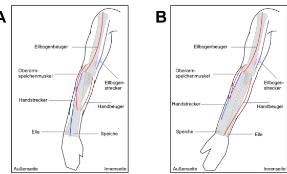 Figure 1. Learning materials used in Experiment 1 (grounded in information presented in Bammes,  2009, and Tillmann, 2016)