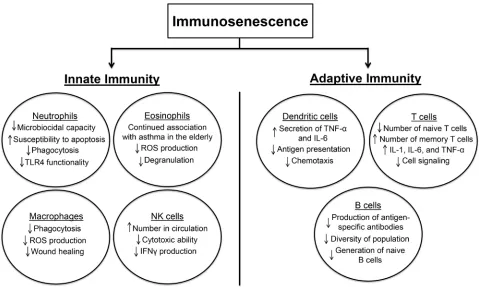 Figure 2: This schematic demonstrates the effect of immunosenescence on parts of the innate and adaptive immune systems