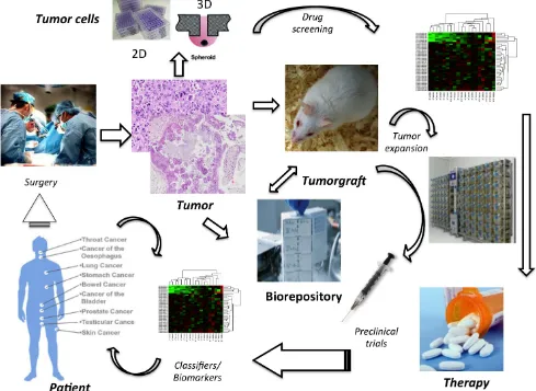 Figure 3: Comprehensive Management of Tyrosine Kinase-driven Cancers. Molecular and functional characterization of human cancers in combination with drug screening tests on primary patient tumor samples is expected to drive precise target therapies