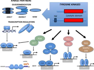 Figure 1: Structure and Signaling Transduction Motifs of Tyrosine Kinase Fusions. The constitutive activation of Tyrosine Kinase Fusion oncoproteins are achieved through multiple mechanisms taking advantage of direct or indirect oligodimerization