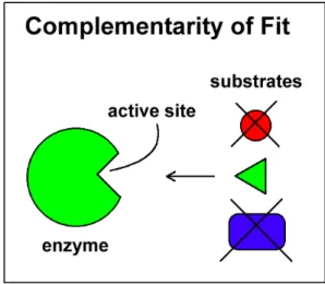 Figure 4.6 Katie’s “PacMan” diagram. 