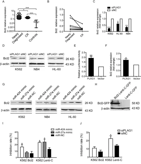 Figure 6: Inhibition of TRAIL-induced apoptosis depends on the transcriptional activation of Bcl2 aroused by PLAG1 upregulation