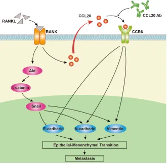 Figure 7: A proposed model for the role of CCL20 in RANK/RANKL-induced EMT in EC cells