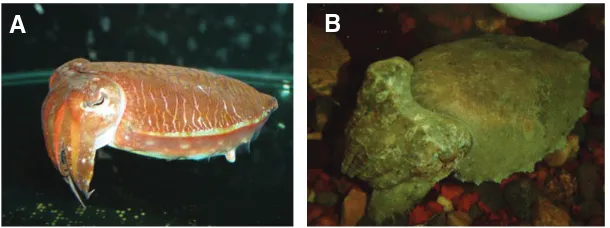 Fig. 1. (A)The study species S. plangon and (B) S. mestus,caught in seagrass beds and mudflats in Moreton Bay,Queensland, Australia.