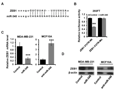 Figure 2: The effect of miR-340 on the expression of EMT markers. (A and B) The mRNA and the protein expression levels of EMT markers detected in indicated cells by RT-qPCR (A) and western blot (B)
