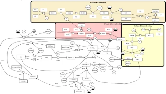 Fig. 1 SBGN Network diagram of Folate biosynthesis and usage pathways.The model is laid out as four connected branches, 1) the shikimatepathway, 2) the pterin pathway,3) folate biosynthesis, 4) folate biosynthesis